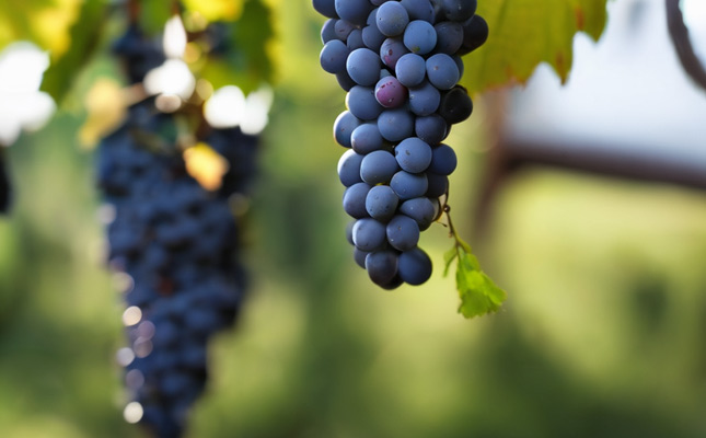 成都紅酒批發(fā)市場 成都紅酒批發(fā)市場